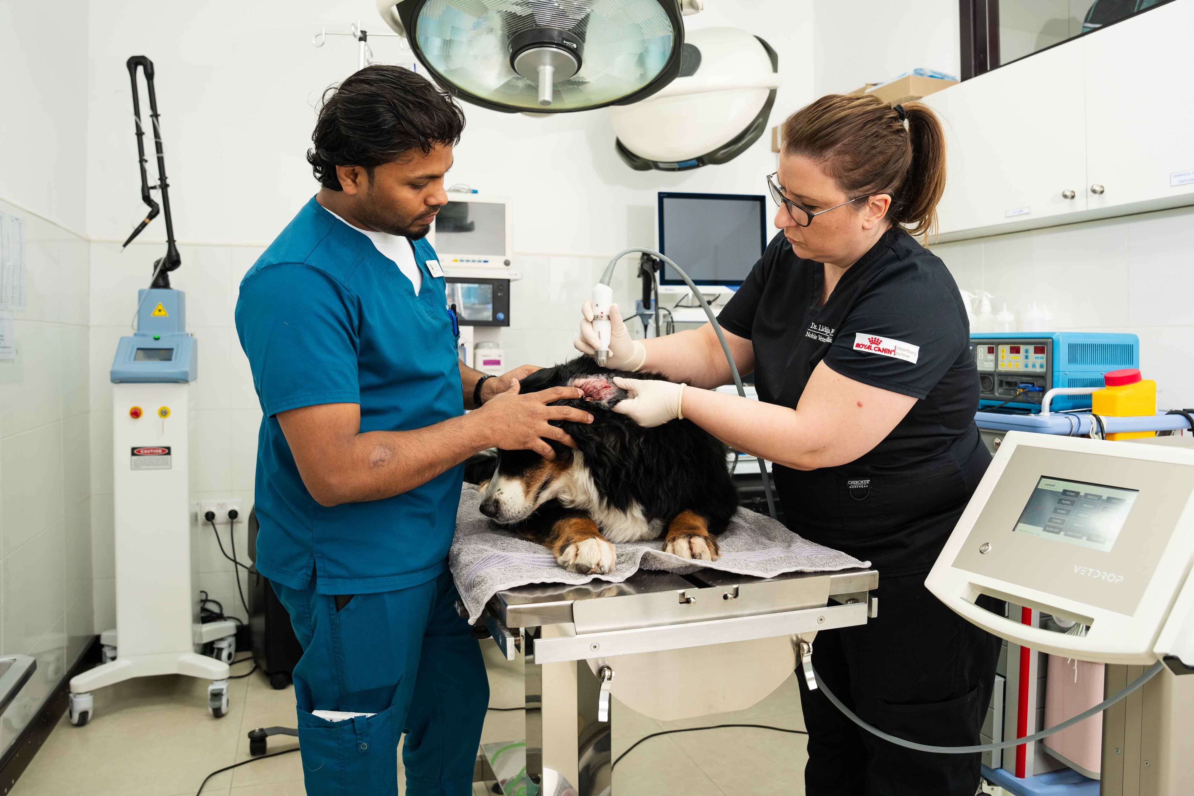 Best Vets in Dubai: Top 5 Pet Clinics for Dogs & Cats