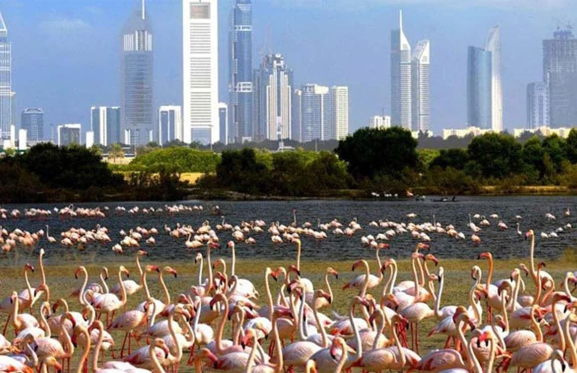 Amaal 8 at Mohammed Bin Rashid City video overview